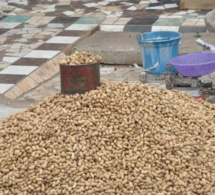 Campagne de commercialisation de l’arachide : les producteurs de Nioro choisissent les loumas
