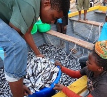 Sénégal : Près d’un million de personnes travaillent dans le secteur de la pêche