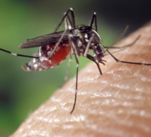Diourbel : 66 décès du paludisme en 6 mois