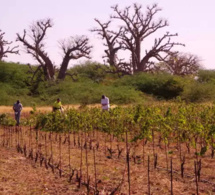 Nguékhokh : les premières bouteilles de vin made in Sénégal, bientôt sur le marché