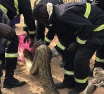 Keur Massar: Les sapeurs-pompiers neutralisent un serpent de 3 mètres (Photos)