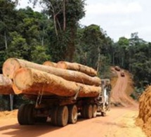 Pillage des forêts de la Casamance: deux camions remplis de bois saisis à Sindian