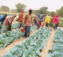 Louga/Front Social : Les agents de l’État du secteur agricole militants du SYNTAS crient leur ras-le-bol
