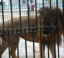 Parc Hann : Un employé mordu par un lion