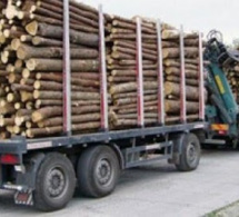 Coupe de bois de la Casamance : 117 milliards de FCFA volés au Sénégal par la Gambie