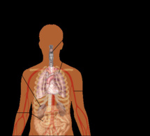 Occident - Gestion médiocre et tardive de la crise du Coronavirus (1). L'heure devrait être à un dépistage massif et obligatoire.