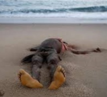 Hamo 4: un corps en état de décomposition découvert sur la plage