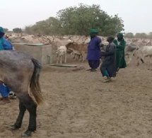 Ranch de Dolly: Plus de 1300 ménages d’agriculteurs et de pasteurs en souffrance