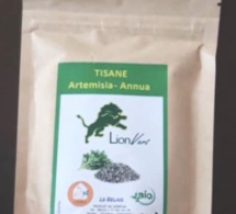 Covid-19 : Sénégal: Voici les premières nouvelles sur la recherche de l’Artémisia, la tisane salvatrice