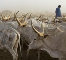 Vol de bétail à Darou Samb: Le berger du village disparaît mystérieusement avec 28 bœufs