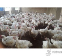 Korité: Plus d’un million de poulets sur le marché