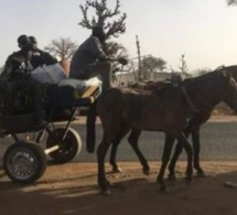 Korité: 5 charrettes venant de Dakar interceptées à Diourbel