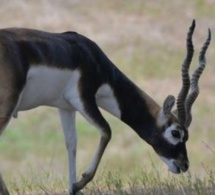 « 3 des 6 gazelles convoyées à la réserve privée d’Abdou Karim Sall sont mortes » (Libération)