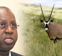 Affaire des « gazelles d’Abdou Karim Sall »: Les journalistes convoqués à la DIC libérés