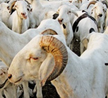 Chéreté du mouton à Dahra-Djolof : un «Mboté» (agneau) à…100.000 CFA