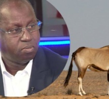 El Hadj Cheikh Anta Seck «Apres Abdou Karim Sall il y’a aussi un autre ministre qui a pris des gazelles Oryx… »