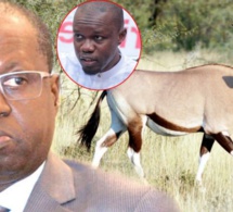 Affaires des gazelles Oryx: les « Sonkoistes » taclent sévèrement le ministre Abdou Karim Sall et exigent sa démission