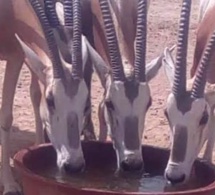 Affaire des Gazelles Oryx : Le maire de Mbao sort les cafards de Abdou Karim Sall
