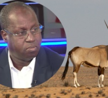 Affaire des gazelles oryx : Abdou Karim Sall menacé d'une plainte de Pds devant le Procureur