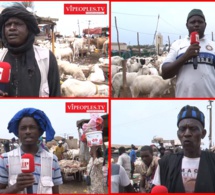Les moutons les plus chers pour la Tabaski reportage dans les darals de Dakar