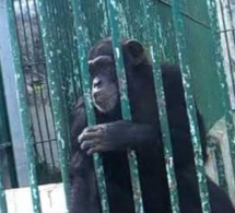 Parc zoologique de Hann – Ce que l’on sait de la mort du célèbre Chimpanzé « King Kong »