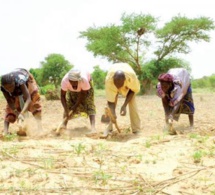 Médiation: Les paysans de Ndingler rejettent la proposition de Babacar Ngom