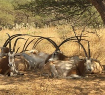 Braconnage, trafic et affaires de gros sous : Une gazelle oryx peut coûter jusqu’à 327 millions