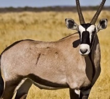 Ruée vers les gazelles – Entre le protocole « Kilim », fétichisme et affaires de gros sous