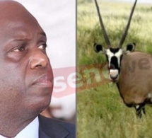 Affaire gazelles Oryx : Mansour Faye dément formellement et brandit une plainte contre…
