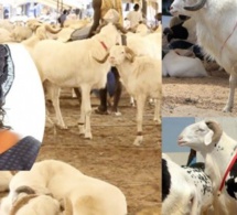 Vidéo-Tabaski: Marieme Faye Sall offre des moutons aux populations