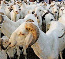 Tabaski / Approvisionnement du marché en moutons: Macky Sall exhorte à la facilitation