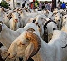 Tabaski : Les incroyables folies d’acheteurs de moutons