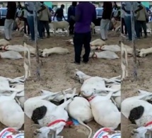 Drame à Sacré Coeur : Un Vendeur de moutons vient de perdre son cheptel par intoxication alimentaire