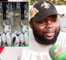 Opération Tabaski – 33 moutons morts: le propriétaire s’explique « Danio lék ba paré… »