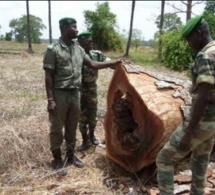 Sénégal - Trafic ce bois de Vène: La Gambie encore au cœur du scandale