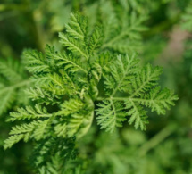 Covid-19: Les essais cliniques de l’Artemisia vont bientôt démarrer