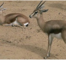 Affaire des gazelles Oryx - Ranérou prévient et donne un ultimatum