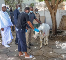 En image - Le bélier de Macky Sall