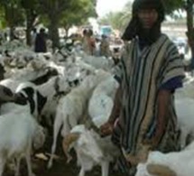Bloqués À Dakar Avec Leurs Montons Invendus, Les Éleveurs Dans Le Désarroi