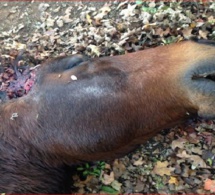 Fétichisme, rituel satanique ou défi sur Internet en France ? : Un cheval retrouvé mort dans un pré, mutilé, avec l’oreille droite coupée