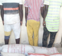 Thiès : 3 trafiquants tombent avec 70 kg de chanvre indien