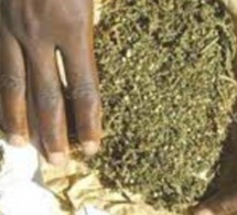 Touba : Un charretier de 60 ans arrêté pour trafic de drogue
