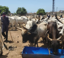 Tamkharit 2020 - Les 1600 bœufs offerts par Macky Sall sont...