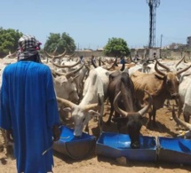 TAMXARIT ET COVID-19 / Le Président Macky Sall dépêche 1.600 bœufs à répartir entre les personnes nécessiteuses pour les besoins de la célébration.