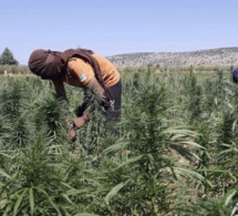Kaolack: Saisie de 78 Kg de cannabis, un charretier arrêté