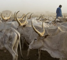 Linguère : Un éleveur de 82 ans meurt, tué par l’une de ses vaches