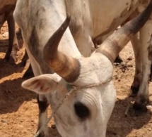 (04 Photos) Tamkharit 2020 : Voici les gros bœufs de Macky à « Massalikoul Jinaan »…