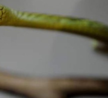 Un serpent s'est introduit dans sa bouche pendant son sommeil
