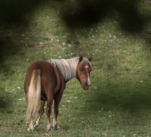 Un nouveau cheval retrouvé mutilé et tué, cette fois dans le Morbihan