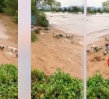 Fortes pluies: Cette vidéo va vous laisser sans voix « Thiey taw bi »